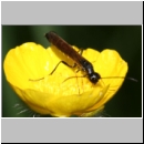 Calameuta filiformis - Halmwespe 01a.jpg